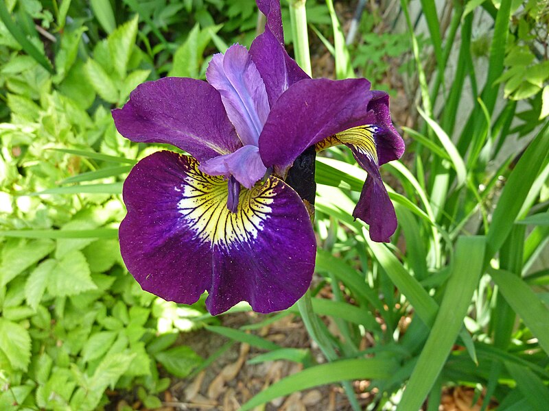 Sultan's Ruby Siberian Iris