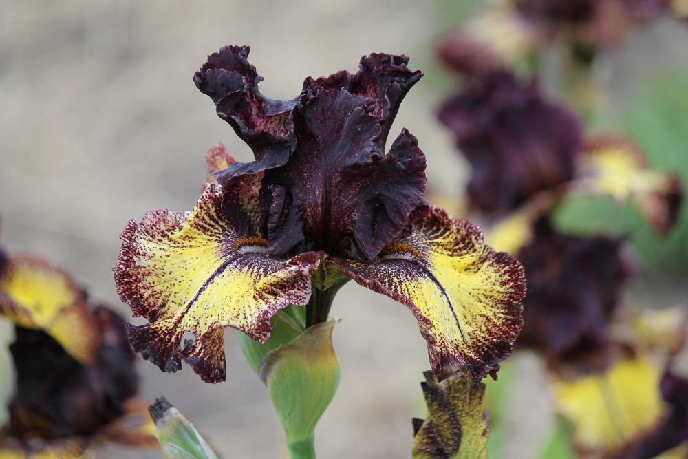 Sorbonne Bearded Iris