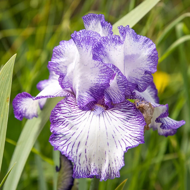 Hemstitched Reblooming Bearded Iris