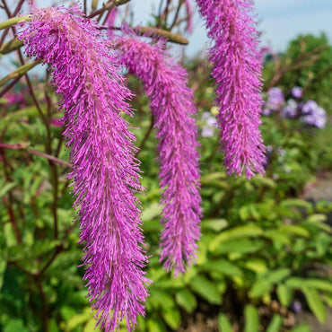Lilac Squirrel Burnet