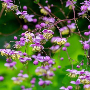 Chinese Meadow Rue