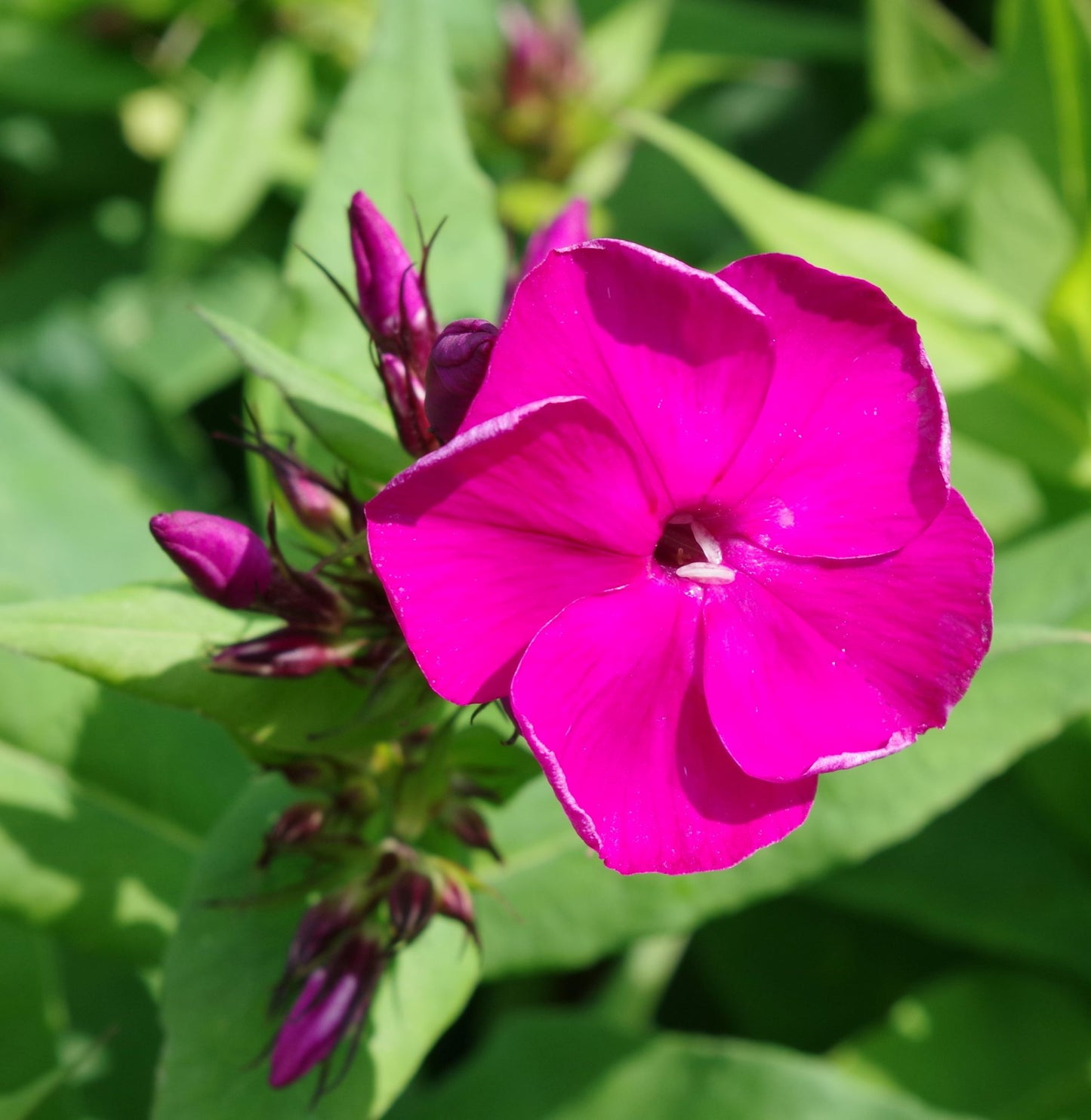 Desire Bambini Phlox