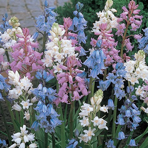 English Wood Hyacinth Mixture Seeds