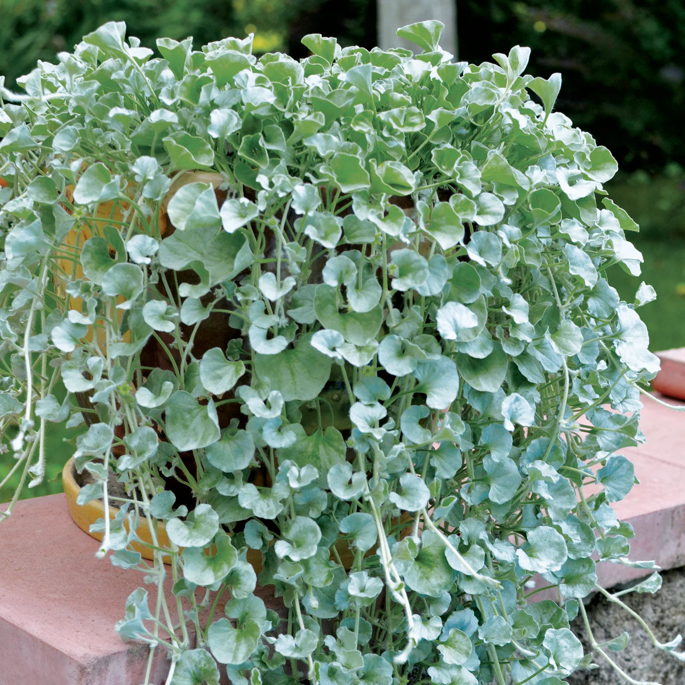 Dichondra Blue Seeds for Planting – Organic, Heirloom, Non-GMO Trailing Plant Seeds