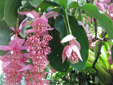 Organic Light Pink Medinilla Cummingii Flower Seeds for Planting – Heirloom, Non-GMO