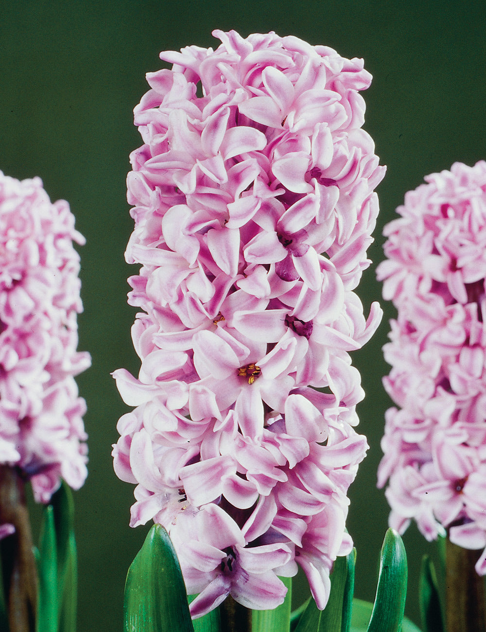 Hyacinth- Splendid Cornelia