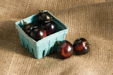 Indigo Rose – Organic Tomato Seed