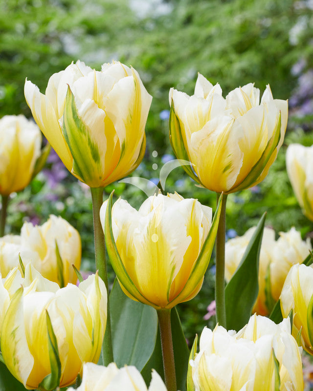 Sweet Valley Tulip Seeds