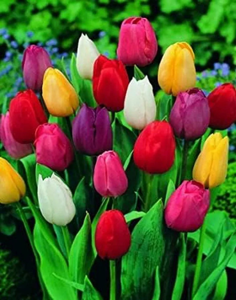 Midseason Tulip Mixture Seeds