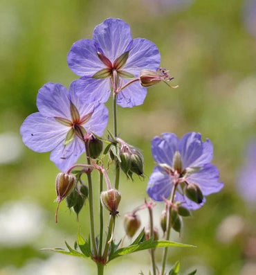 Heirloom Non-GMO Geranium Pratense Flower Seeds for Planting – Classic Garden Blooms