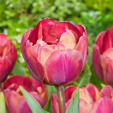 Double Tulip- Ridgedale