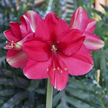 Pink Surprise Amaryllis Seeds