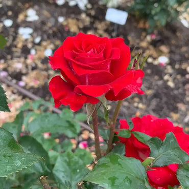 Take It Easy 24 Patio Tree Rose