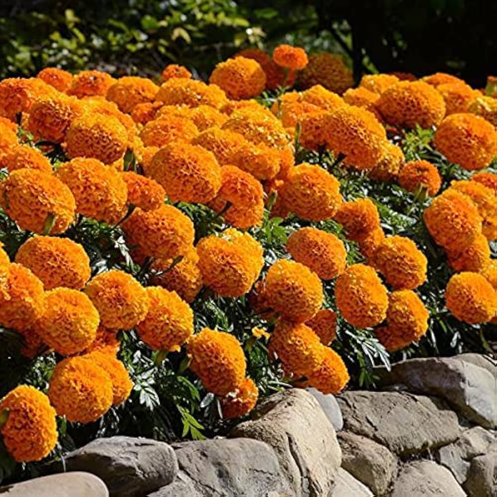 Marigold Orange Dwarf Double Flower Seeds