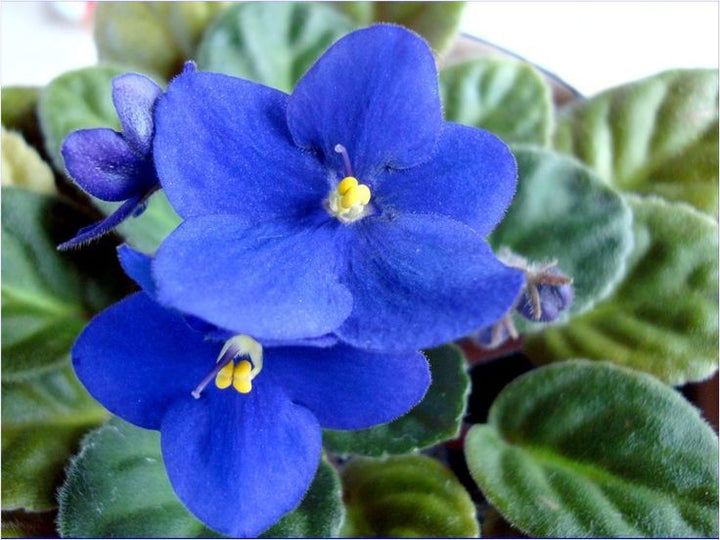 Heirloom Non-GMO Begonias Azules Flower Seeds for Planting – Unique Blue Shade-Loving Blooms