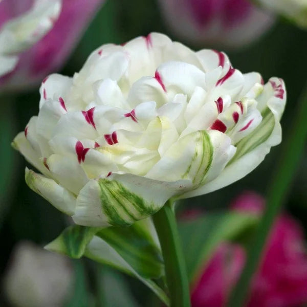 Danceline Tulip Seeds