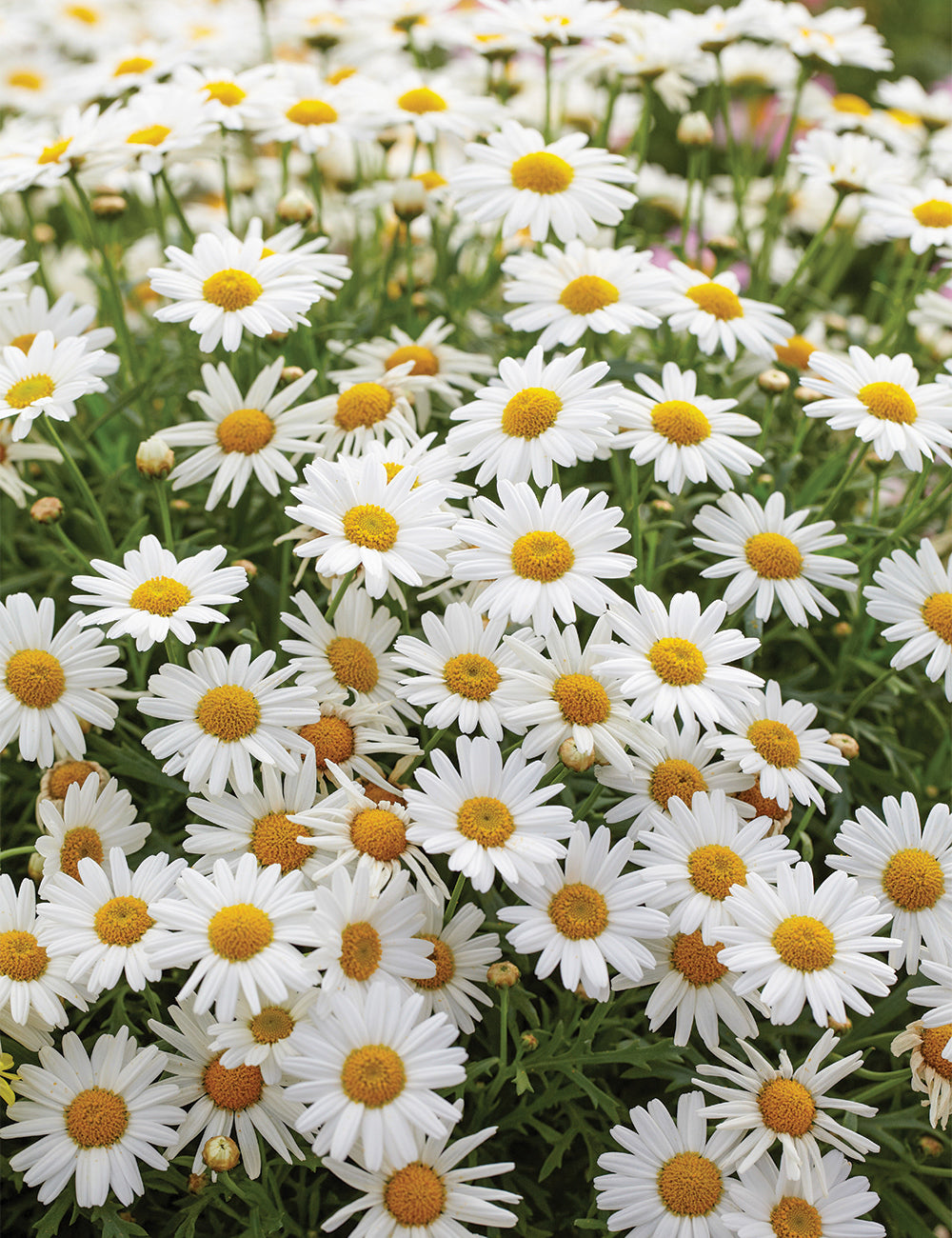 Marguerite Daisy- Sassy White (seedling)