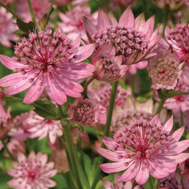 Rosea Astrantia