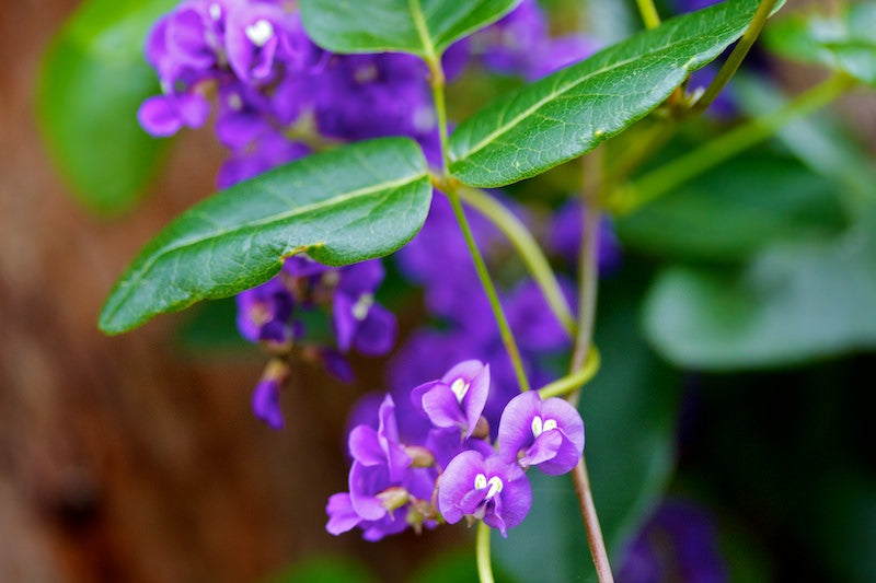 Hardenbergia- Native Wisteria