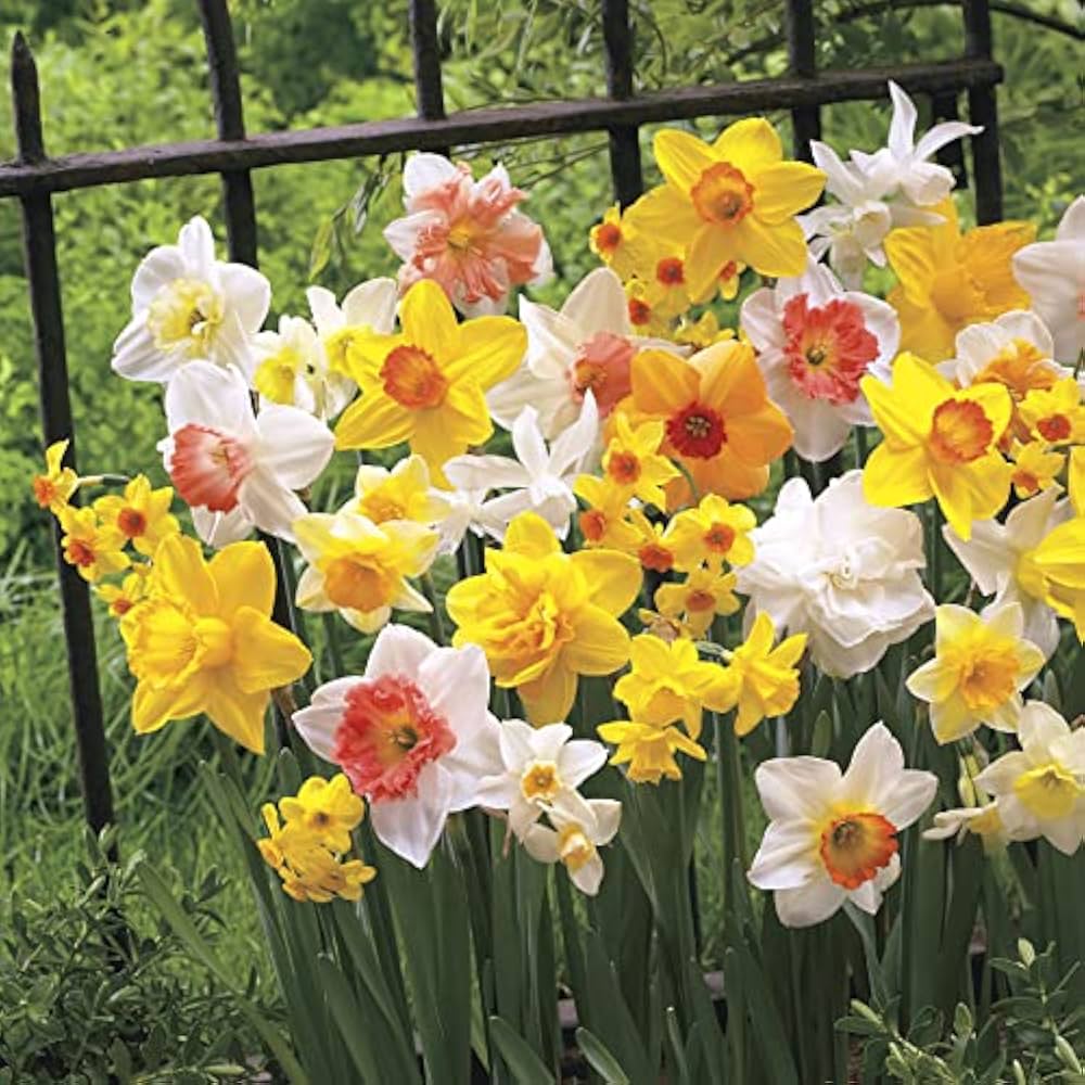Early Spring Flowering Daffodil Mixture Seeds