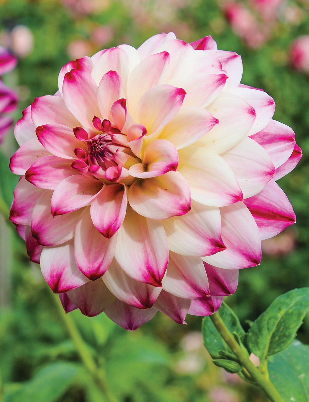 Dahlia- Atlantic Jewels (Tuber)