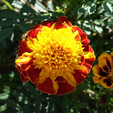Marigold, French- Solan