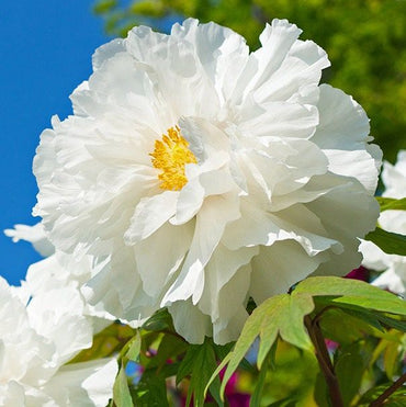 Renkaku Tree Peony