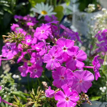 Opening Act Romance Reblooming Phlox