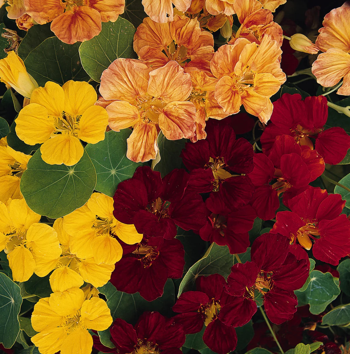 Nasturtium- Whirlybird Mix