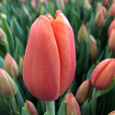 Delta Storm Tulip Seeds
