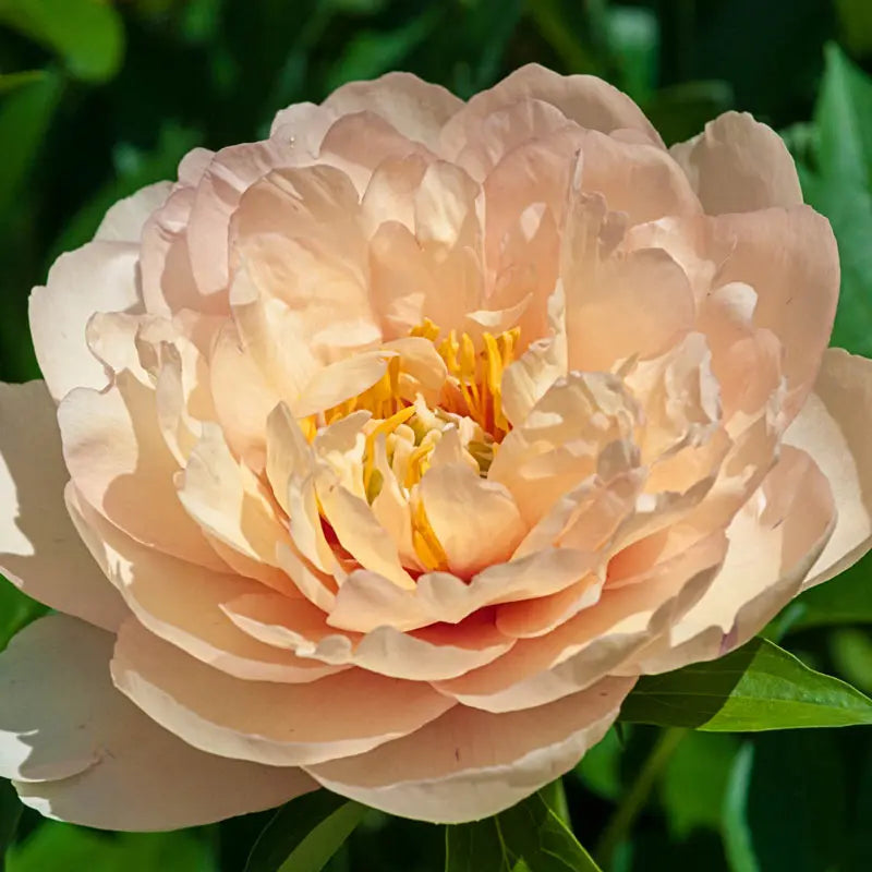 Canary Brilliants Itoh Peony