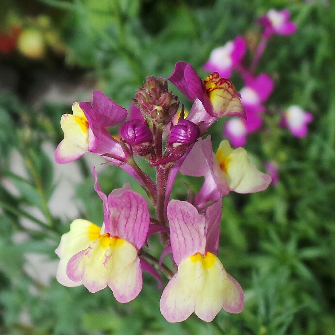 Linaria- Fairy Bouquet Mixed