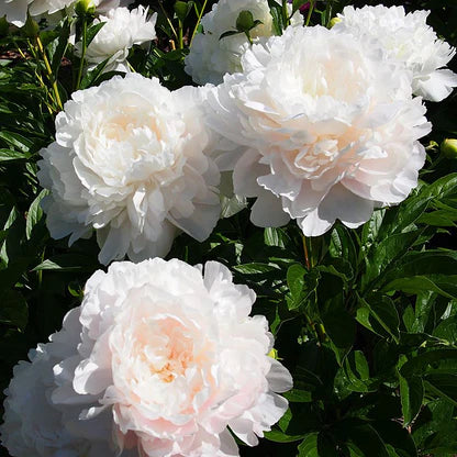Gardenia Peony