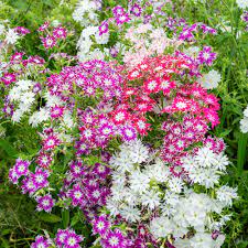 Phlox Twinkle Star Mixed Color Flower Seeds
