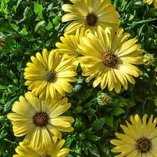 Osteospermum- Tradewinds Yellow (seedling)