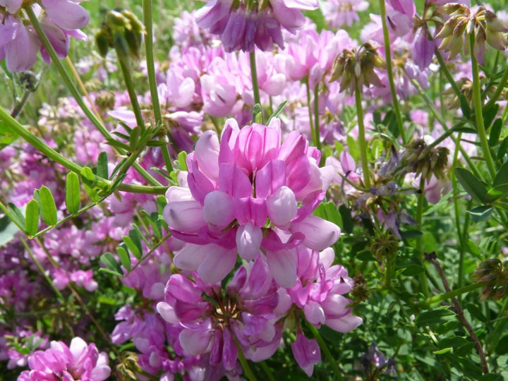 Heirloom Non-GMO Violet Crown Vetch Flower Seeds for Ground Cover and Pollinator Garden Planting