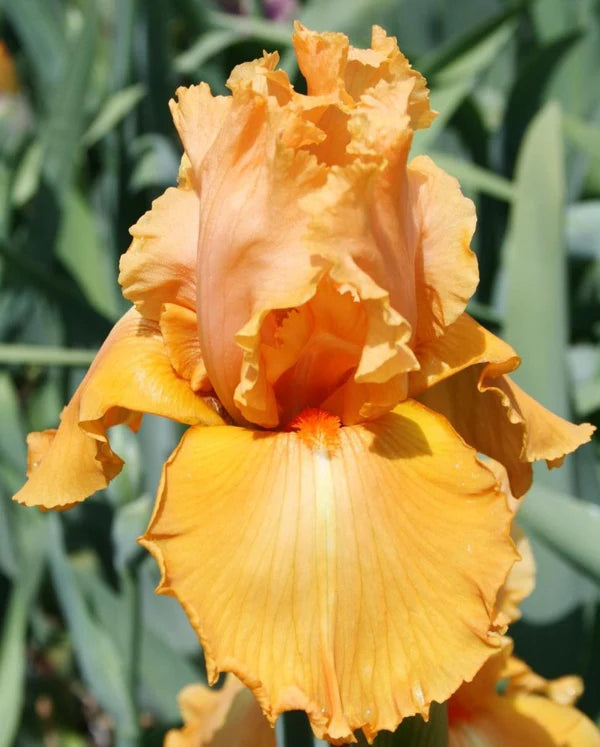 Orange Splash Bearded Iris