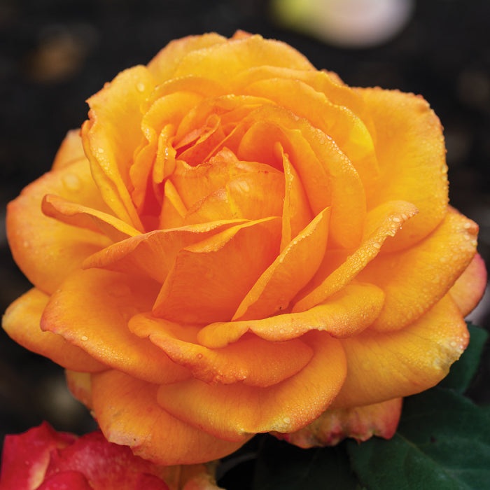 Good as Gold Hybrid Tea Rose