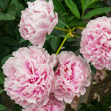 Sarah Bernhardt Peony