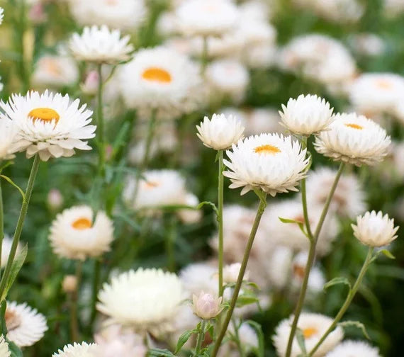 Paper Daisy- White Everlasting