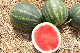 Gentility – Watermelon Seed