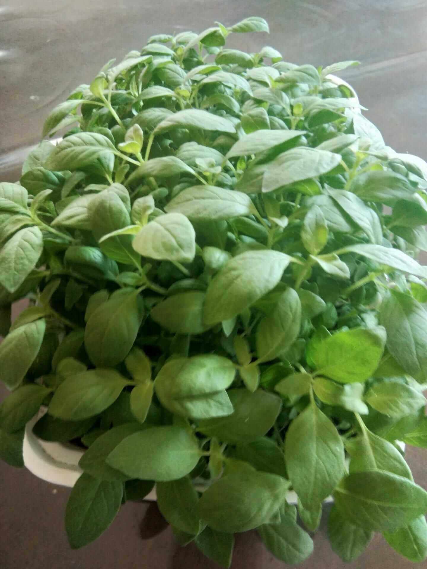 Basil, Lemon – Microgreen Seed