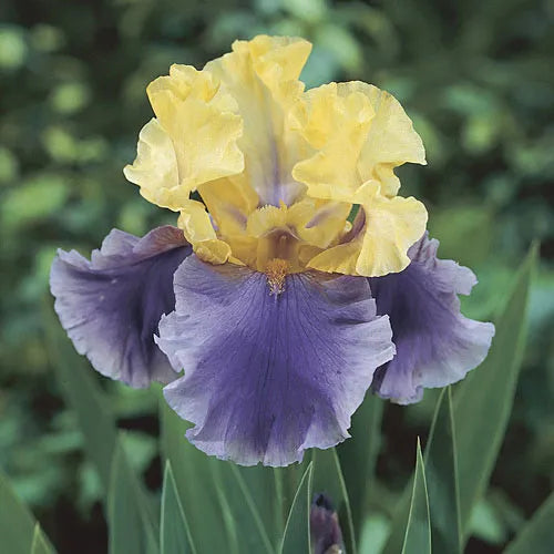 Easter Candy Bearded Iris