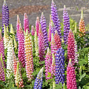 Lupin Pixie Dwarf Mixed Color Flower Seeds