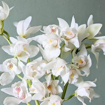 White Cymbidium Orchid Seeds - Heirloom Non-GMO Planting Flower Seeds