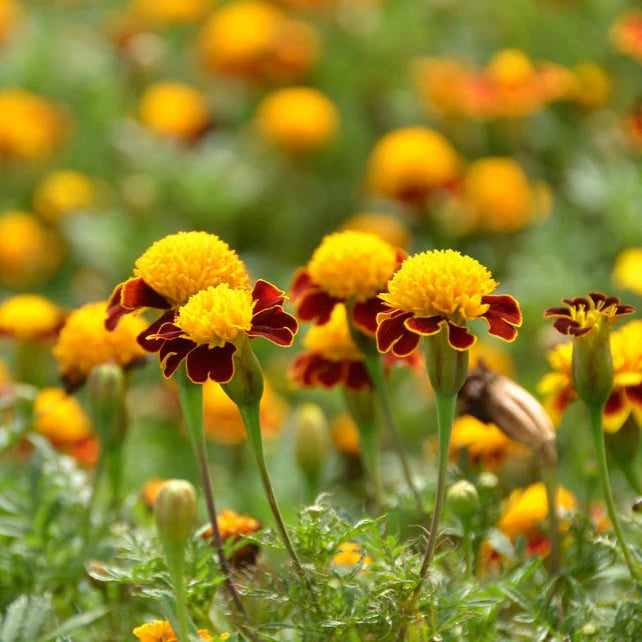 Marigold, French- Tiger Eyes