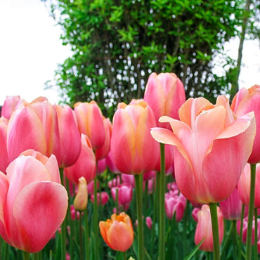 Jeu d'Amour Tulip Seeds