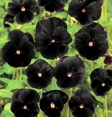 Heirloom Non-GMO Black Viola Flower Seeds for Planting – Unique Dark Blooming Flower Seeds