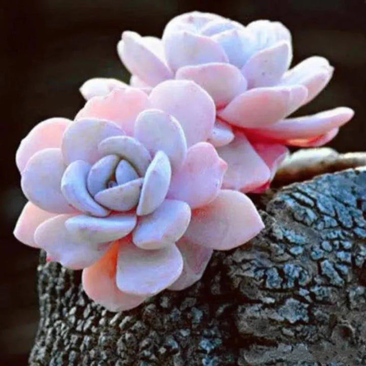 Light Pink Heirloom Echeveria Plant Seeds, Non-GMO Rosette Succulents for Decorative Garden Planting
