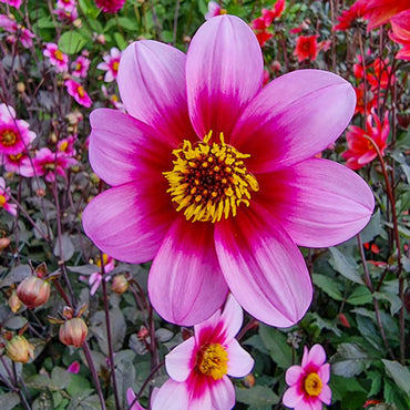 Dahlia- Show Biz (Tuber)